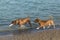 Corgi mix and pit bull mix on a dog park pond shore