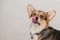 Corgi pembroke dog licking his nose closeup portrait on light grey background