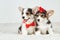 Corgi puppies with bow tie and hat