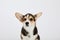 Corgi puppy with cute ears isolated