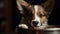 Corgi puppy eating food from a bowl on a dark background