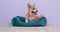 Corgi puppy lies in cozy sofa bored yawns fidgets wants to play jumps out