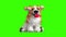 Corgi Puppy Listens to Music and Shakes His Head on a Green Background, Animation in 3D Pixel Voxel Style. All Parts are