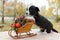 Corgi puppy with New Year sled with gifts on Christmas