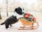 Corgi puppy with New Year sled with gifts on the winter background