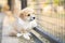 Corgi puppy sit stay and calm in the cage, nobody, lonely