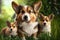 Corgi With Pups In The Grass. Generative AI