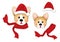 Corgi Santa Claus, Santa Hat, Red Scarf isolated on White Background. Vector Illustration