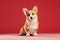 Corgi sitting on colored background with copy space. Full body studio shot of a cute Corgi dog sitting on a floor against red