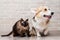 Corgi tricolor and Thai cat on the background of a brick wall.