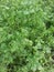 Coriander is an annual herb in the family Apiaceas.