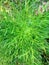 Coriander, Aromatic leaves.