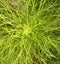 Coriander, Aromatic leaves.