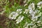 Coriander Blossoming Flowers in the garden,