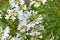 Coriander Blossoming Flowers in the garden,