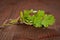 Coriander bunch. Culinary herbs