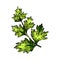 coriander chervil sketch hand drawn vector