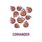 Coriander color line icon. Spices product sign.