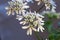 Coriander (Coriandrum sativum)