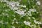 Coriander (Coriandrum sativum)