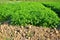 Coriander crop, green vegetable field, soil culture agriculture