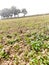 Coriander field with dabh palm tree in paingari village of  Bihar India