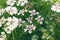 The coriander flower