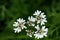 Coriander flowers