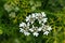 Coriander flowers