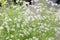 Coriander flowers