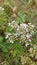 Coriander flowers Bunch, vegetables spices.