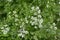 Coriander flowers flowers closeup