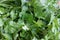 Coriander fresh green leaves. Coriander is loaded with antioxidants