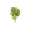 Coriander fresh green single leaf, hand drawn color vector illustration isolated.