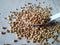 Coriander grains in a spoon