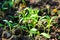 Coriander growing in soil