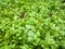 Coriander growing up in farm