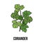 Coriander herb, cilantro, Chinese parsley leaves, sketch style vector illustration