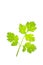 Coriander isolate on white background