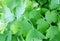 Coriander leaves