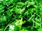 Coriander leaves closeup