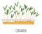 Coriander microgreen, growing ecological herbs