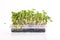 Coriander microgreens sprouts in container isolated on white background. New life concept. Growing microgreen sprouts. Germination