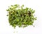 Coriander microgreens sprouts in container isolated on white background top view. New life concept. Growing microgreen sprouts.