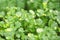 Coriander organic growing in the garden in Thailand, Thai herb Health benefits of coriander. Coriander is loaded with antioxidants