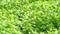 Coriander plant in greenhouse. Fresh green cilantro in organic farm. Vegetable for health.