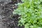 Coriander plant on the soil ground with water drop on the leaves