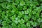 Coriander plant in vegetables garden for health, food and agriculture concept design