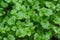 Coriander plant in vegetables garden for health, food and agriculture concept design