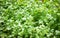 Coriander planting vegetable garden on soil in the vegetable organic farm